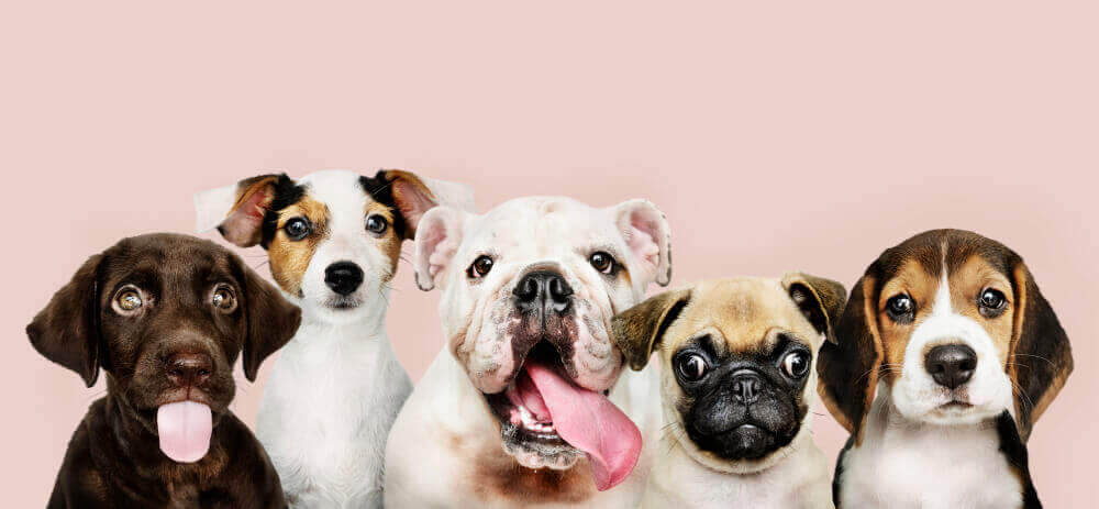 group-portrait-adorable-puppies
